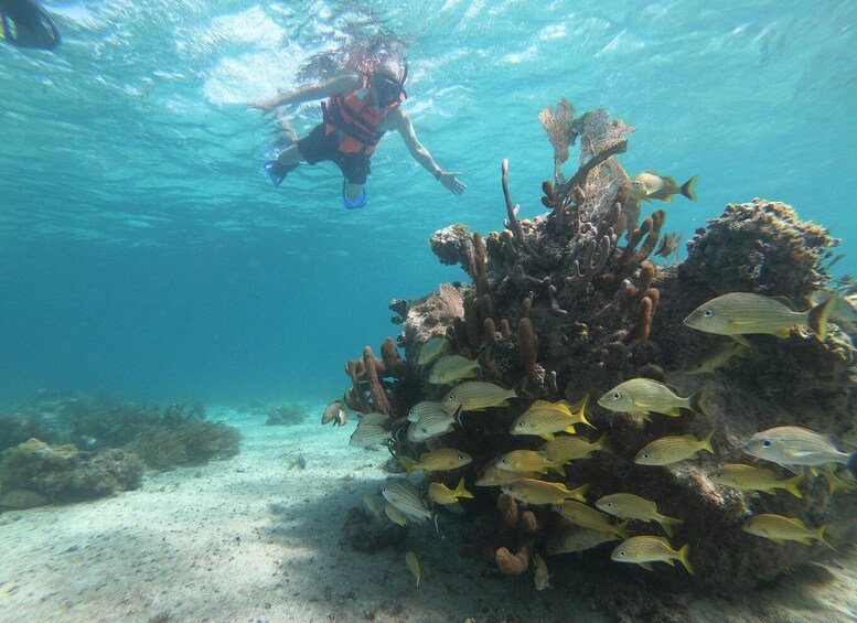 Picture 4 for Activity Mahahual: Snorkel Tour in Reef Lagoon