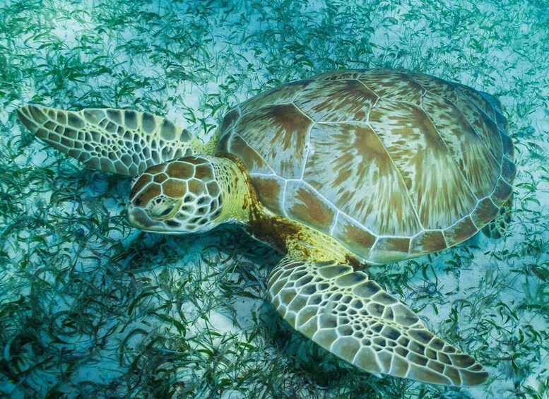 Picture 3 for Activity Snorkel Tour: searching for turtles at Mahahual reef lagoon