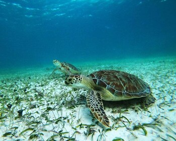 Schnorcheltour: Suche nach Schildkröten in der Mahahual Riff-Lagune