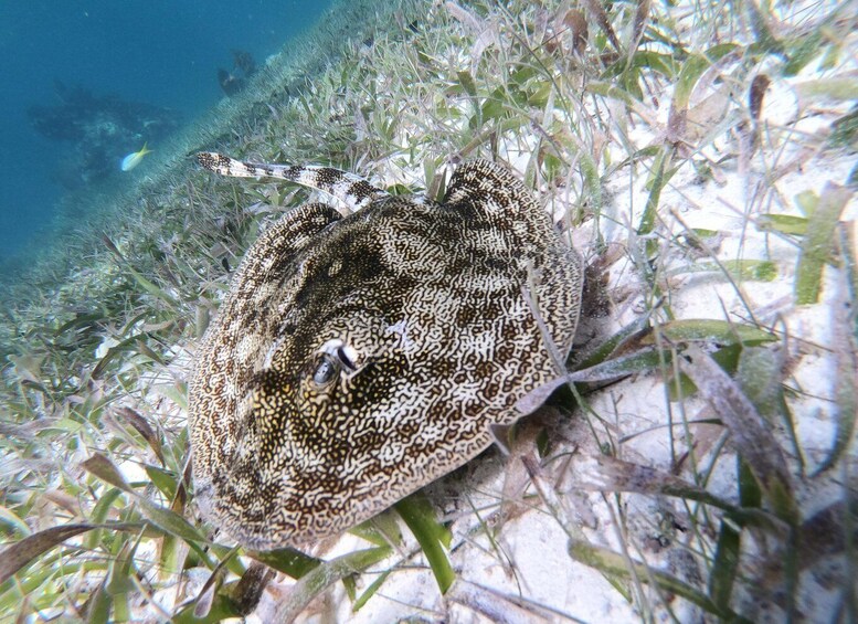 Picture 5 for Activity Snorkel Tour: searching for turtles at Mahahual reef lagoon