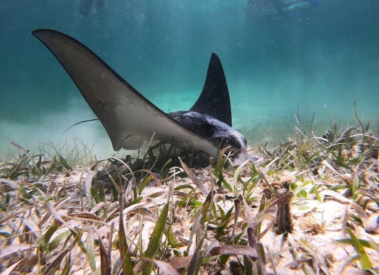 Picture 1 for Activity Mahahual: Snorkel Tour in Reef Lagoon