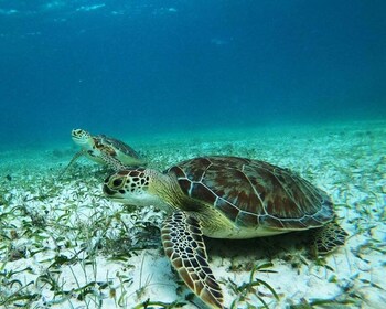 Schnorcheltour: Suche nach Schildkröten in der Mahahual Riff-Lagune