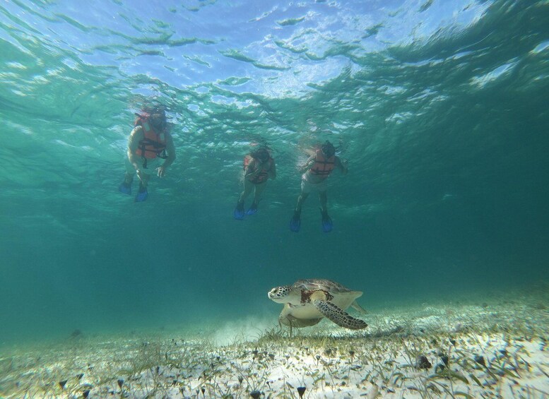 Picture 6 for Activity Mahahual: Snorkel Tour in Reef Lagoon