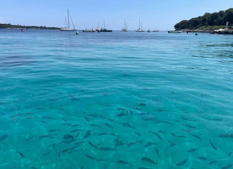 Picture 4 for Activity Cannes: Boat trip without a license to the Lerins Islands