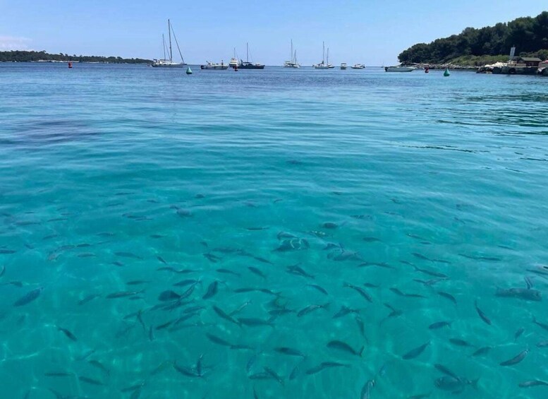 Picture 4 for Activity Cannes: Boat trip without a license to the Lerins Islands