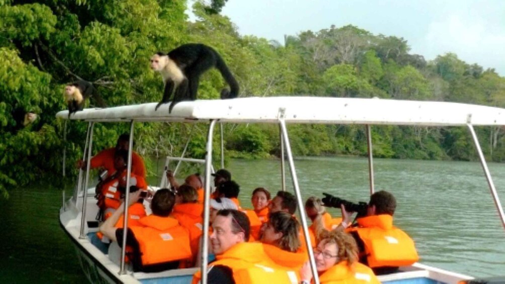 Picture 5 for Activity From Panama City: Monkey Island Boat Tour with Transfer