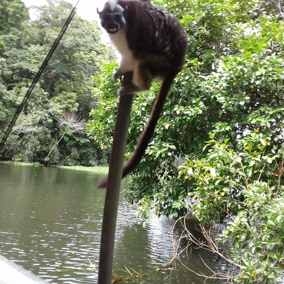 Picture 7 for Activity From Panama City: Monkey Island Boat Tour with Transfer