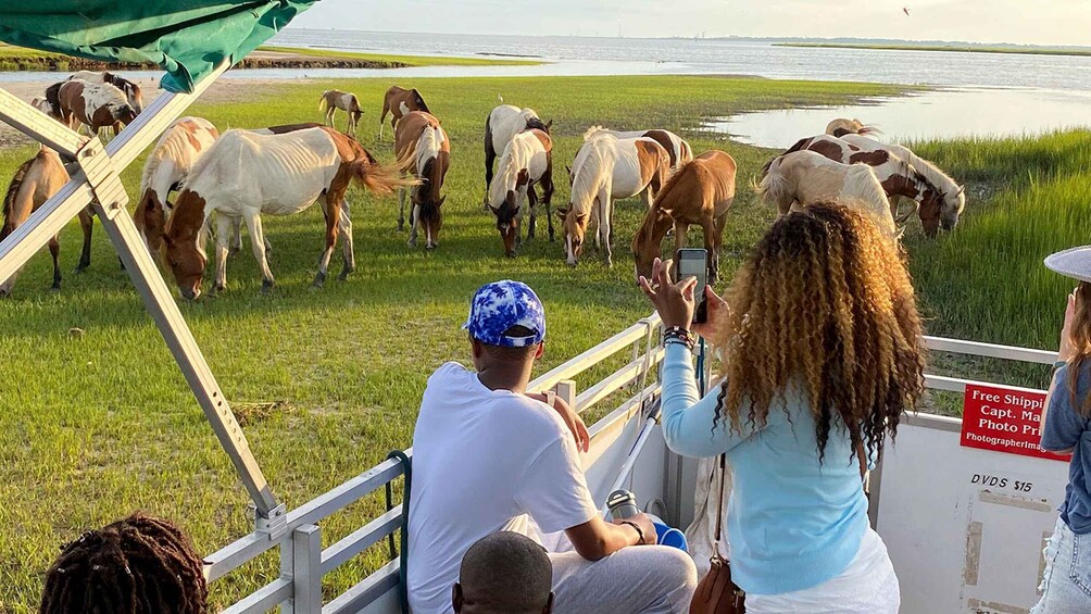 Chincoteague: Assateague Island Sunset Boat Cruise