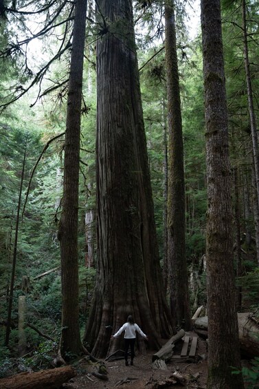 Picture 4 for Activity Victoria or Nanaimo; West Coast Big Tree Coastal Adventure