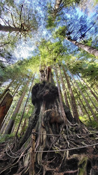 Picture 1 for Activity Victoria or Nanaimo; West Coast Big Tree Coastal Adventure