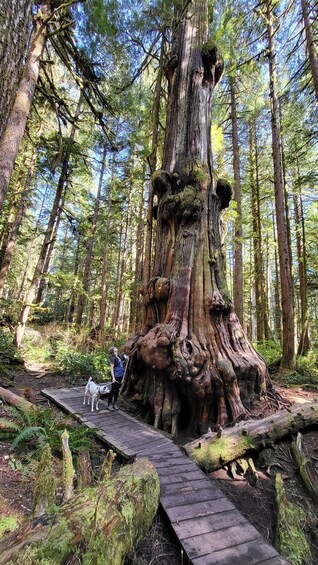 Picture 5 for Activity Victoria or Nanaimo; West Coast Big Tree Coastal Adventure