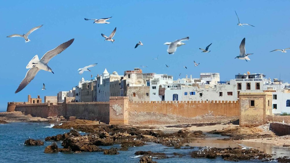 Picture 10 for Activity Agadir To Essaouira Trip Visit the ancient & historical city