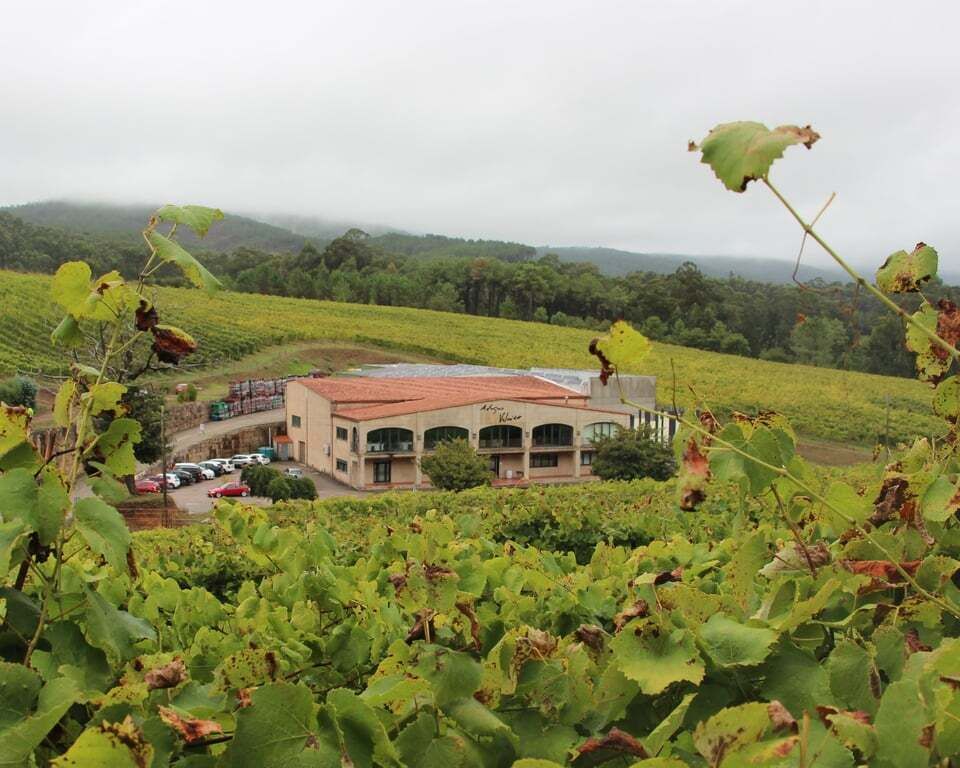 Visit to the Adegas Valmiñor winery and tasting