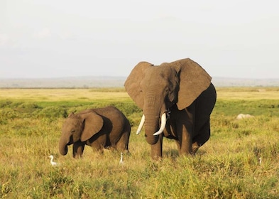 7 giorni Masai Mara, Parco Nazionale Amboseli e Lago Nakuru