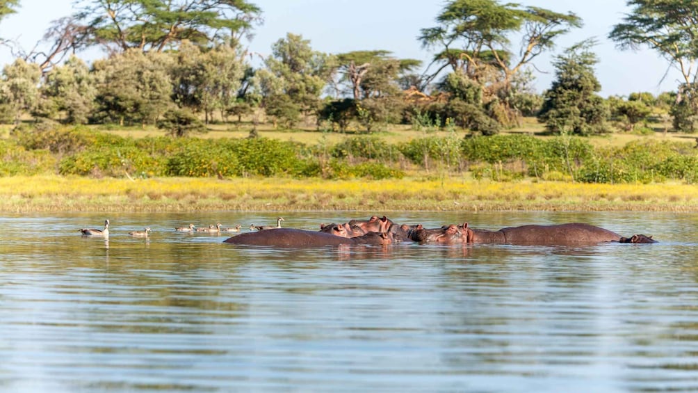 Picture 1 for Activity 7 Days Masai Mara, Amboseli National Park & Lake Nakuru