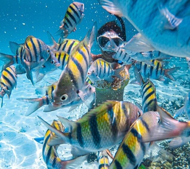 Picture 3 for Activity Puerto Vallarta: Los Arcos Islands Boat Tour and Snorkeling