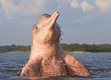 Desde Iquitos || Excursión de 4 días al río Yanayacu con observación de ave...