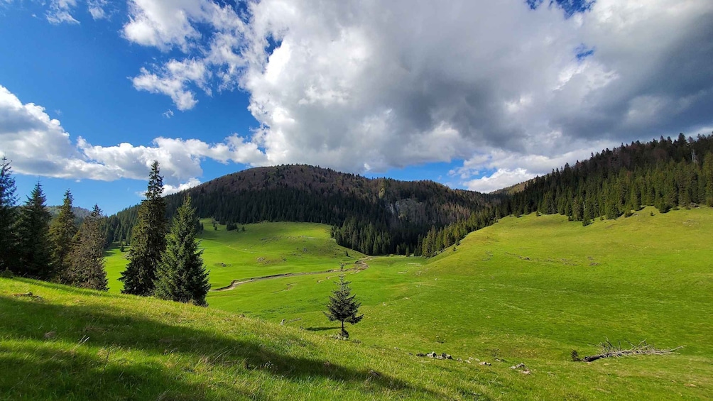 From Cluj-Napoca: Carpathian Mountains Guided Scenic Hike