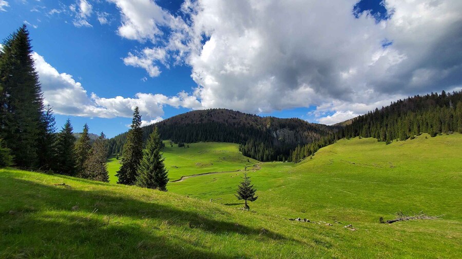From Cluj-Napoca: Carpathian Mountains Guided Scenic Hike
