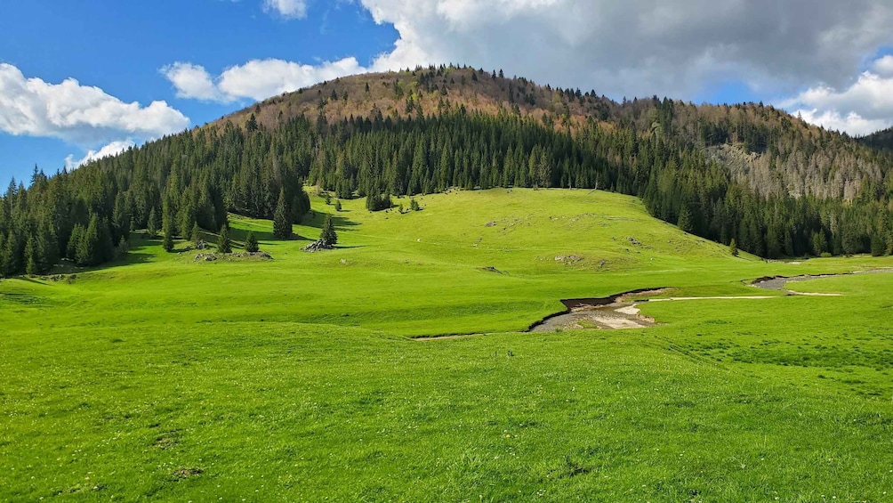 Picture 4 for Activity From Cluj-Napoca: Carpathian Mountains Guided Scenic Hike