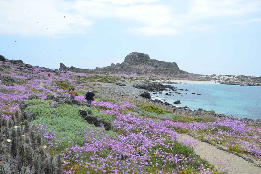 Picture 1 for Activity Damas or Chañaral island: Whales & Humboldt Penguin Reserve