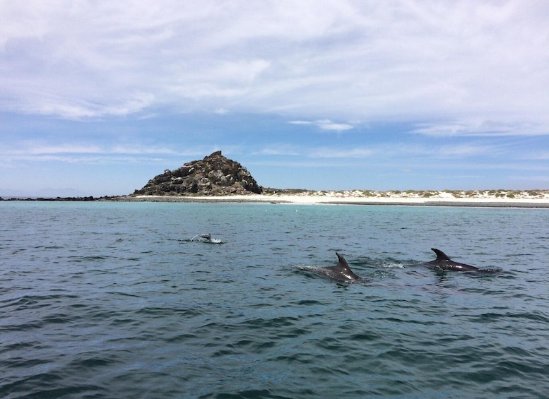 Picture 4 for Activity Damas or Chañaral island: Whales & Humboldt Penguin Reserve