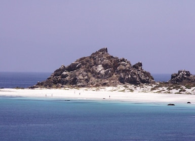 Damas or Chañaral island: Whales & Humboldt Penguin Reserve