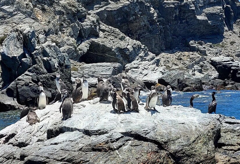 Picture 2 for Activity Damas or Chañaral island: Whales & Humboldt Penguin Reserve