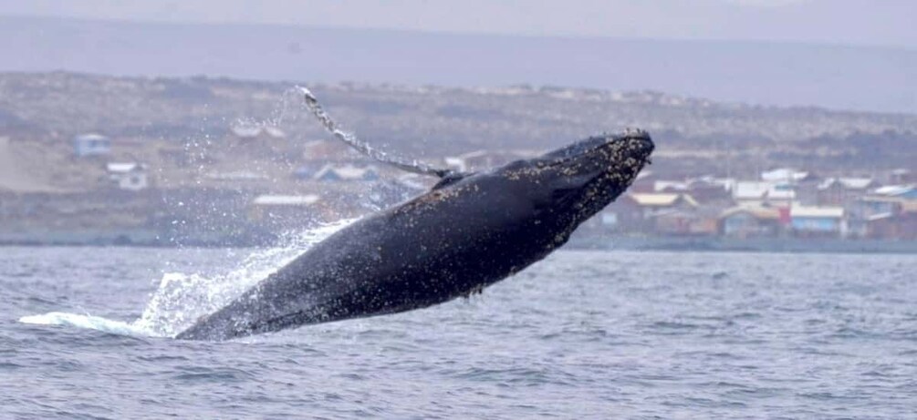 Picture 3 for Activity Damas or Chañaral island: Whales & Humboldt Penguin Reserve