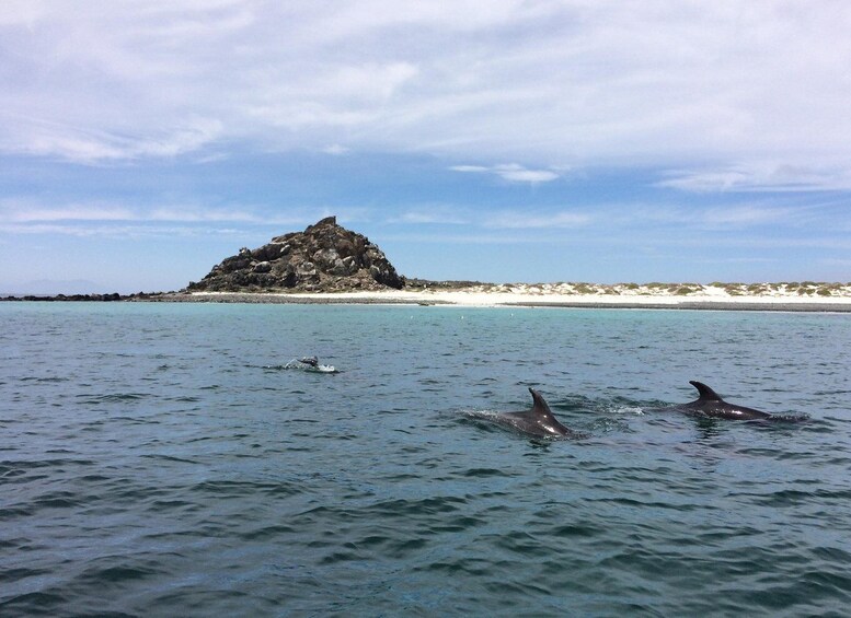 Picture 4 for Activity Damas or Chañaral island: Whales & Humboldt Penguin Reserve