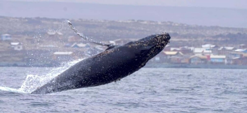 Picture 3 for Activity Damas or Chañaral island: Whales & Humboldt Penguin Reserve