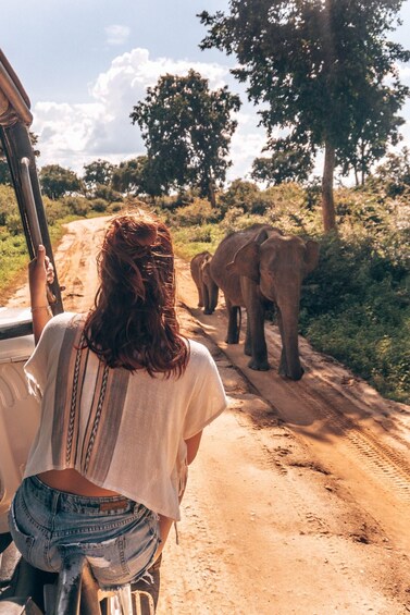 Picture 8 for Activity Colombo: All Inclusive Sigiriya & National Park Day Safari