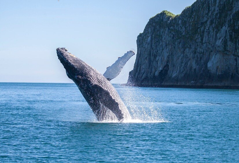 Picture 6 for Activity From Seward: Kenai Fjords National Park Cruise with Lunch