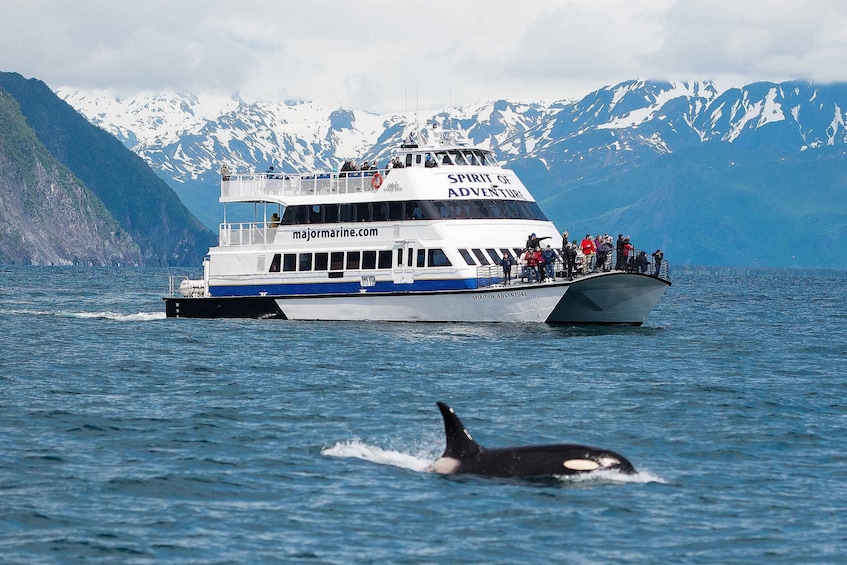 Picture 1 for Activity From Seward: Kenai Fjords National Park Cruise with Lunch