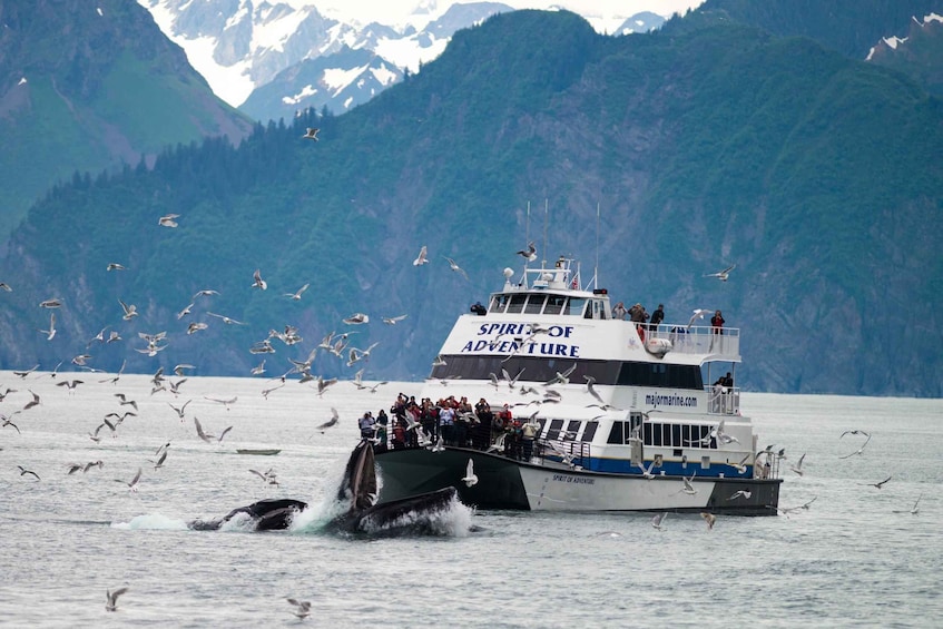 Picture 2 for Activity From Seward: Kenai Fjords National Park Cruise with Lunch