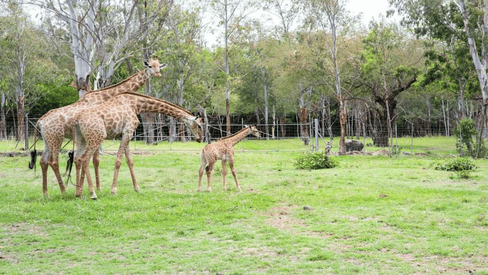 Picture 3 for Activity Mauritius: Casela Nature Parks Entrance Ticket with Transfer