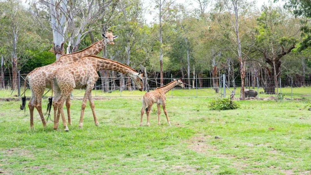 Picture 3 for Activity Mauritius: Casela Nature Parks Entrance Ticket with Transfer