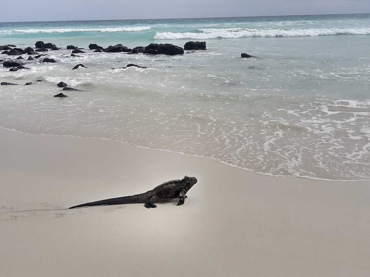 Private and Personalize Charles Darwin Station & Tortuga Bay Beach Tour