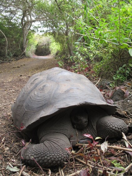Private and Personalize Charles Darwin Station & Tortuga Bay Beach Tour