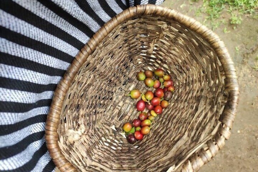 Private Tour of Salento Cocora Valley and Finca Luguer Coffee
