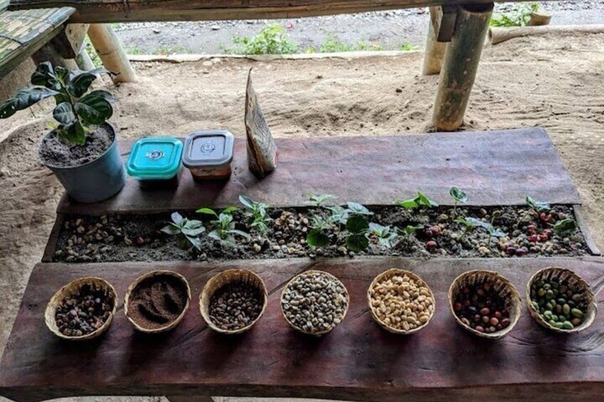 Private Tour of Salento Cocora Valley and Finca Luguer Coffee