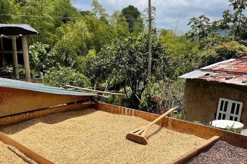 Private Tour of Salento Cocora Valley and Finca Luguer Coffee