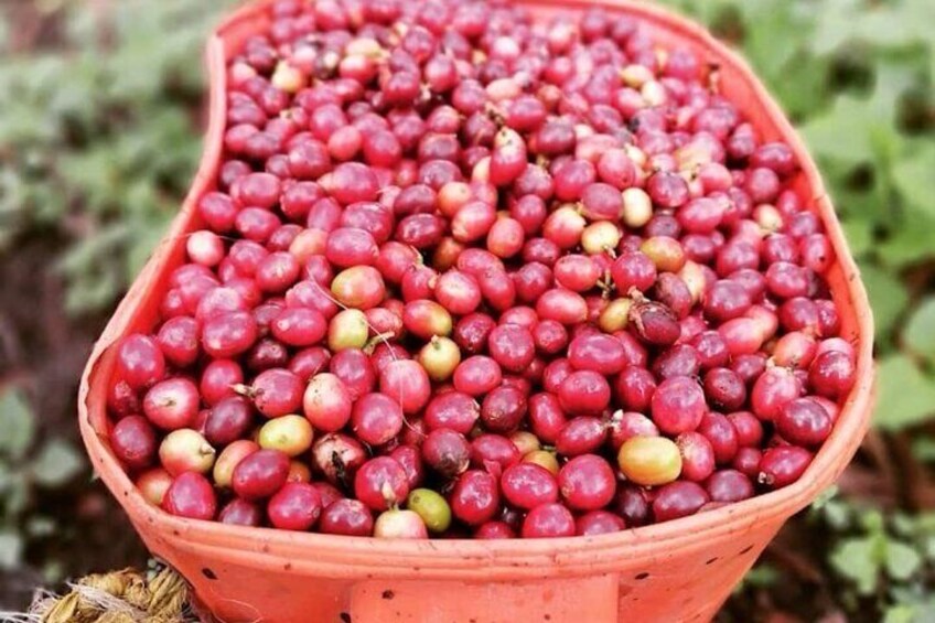 Private Tour of Salento Cocora Valley and Finca Luguer Coffee