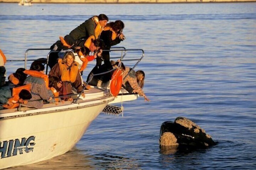 Solo Ballenas to Doradillo with Puerto Pirámides