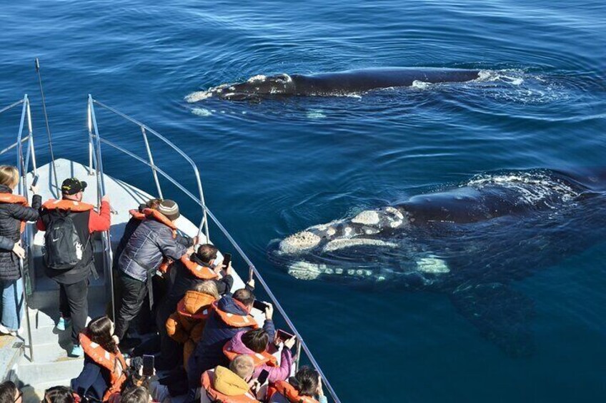 Solo Ballenas to Doradillo with Puerto Pirámides