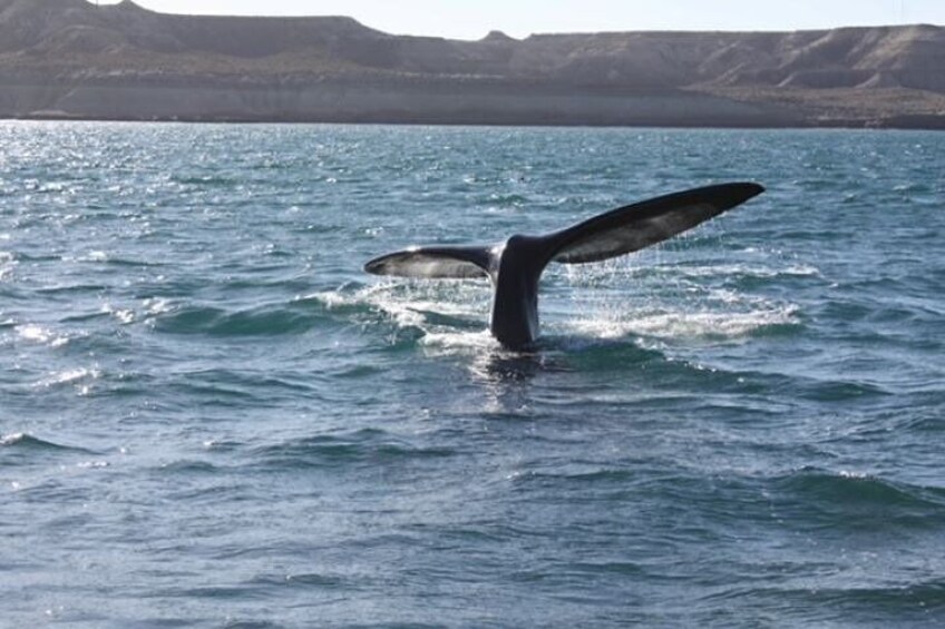 Solo Ballenas to Doradillo with Puerto Pirámides