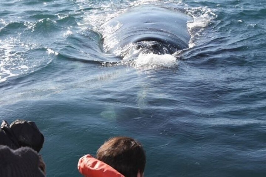 Solo Ballenas to Doradillo with Puerto Pirámides