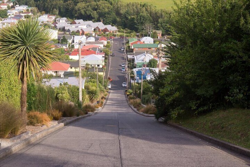 Baldwin Street
World's Steepest Street