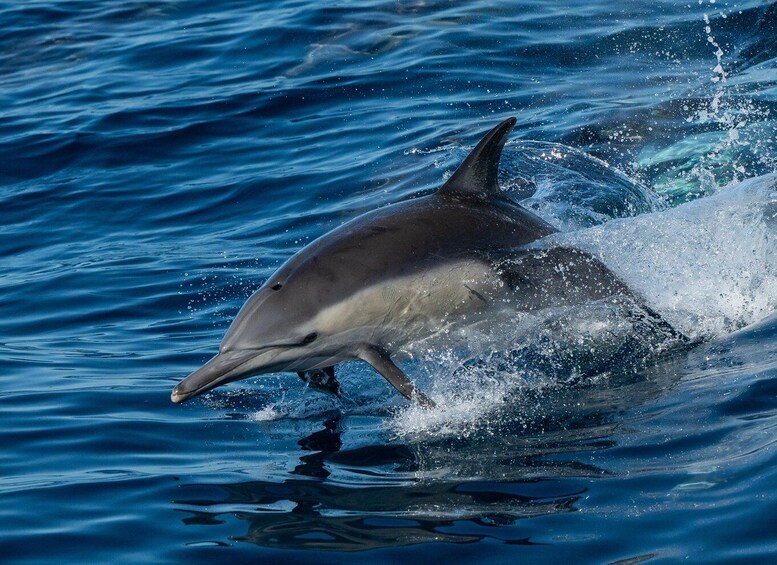 Picture 1 for Activity San Diego: Whale Watching Cruise