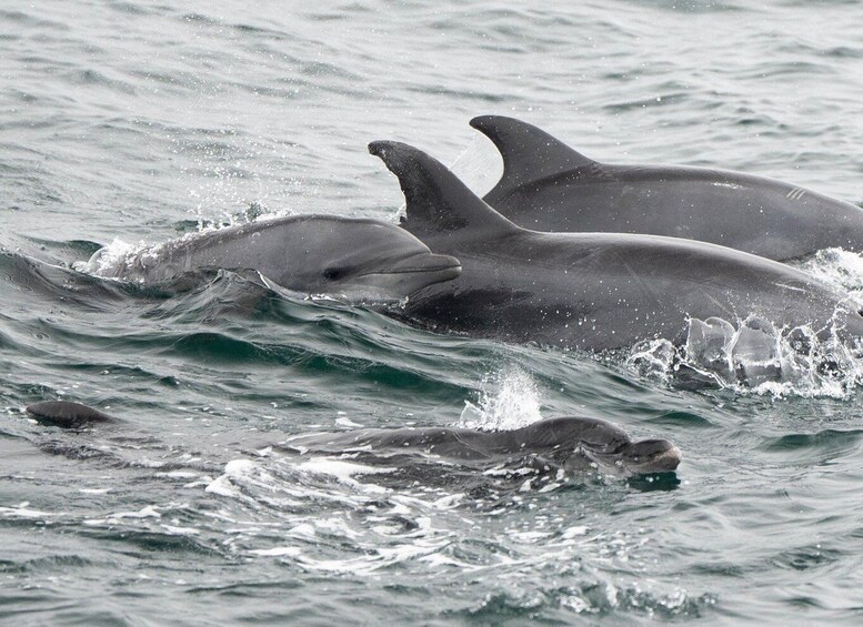 Picture 2 for Activity San Diego: Whale Watching Cruise